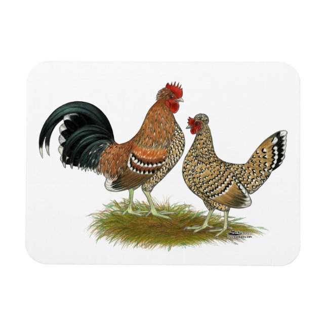 Imán Pyncheon Bantams (Horizontal)