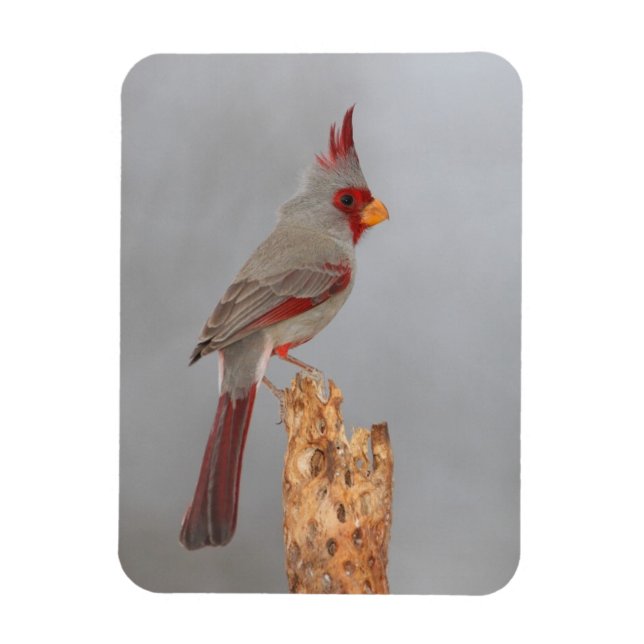 Imán Pyrrhuloxia en una rama (Vertical)