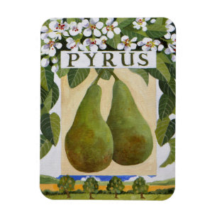 Imán Pyrus