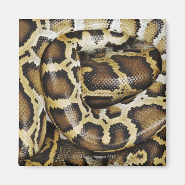 Imán Python birmano (Frente)
