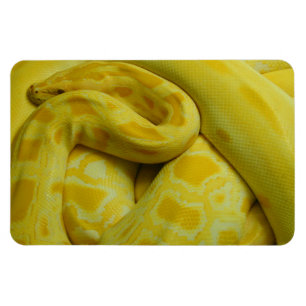 Imán Python birmano amarillo