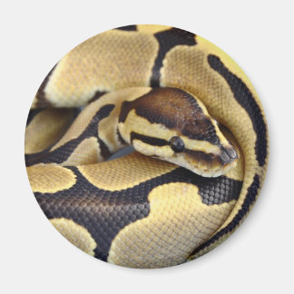 Imán Python de bola amarilla y negra 3