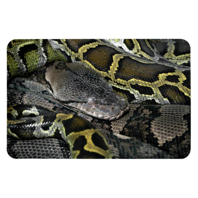 Imán Python molurus bivittatus (Horizontal)