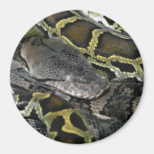 Imán Python molurus bivittatus