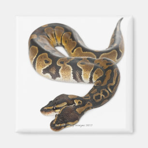 Imán Python Royal o Ball Python de dos cabezas