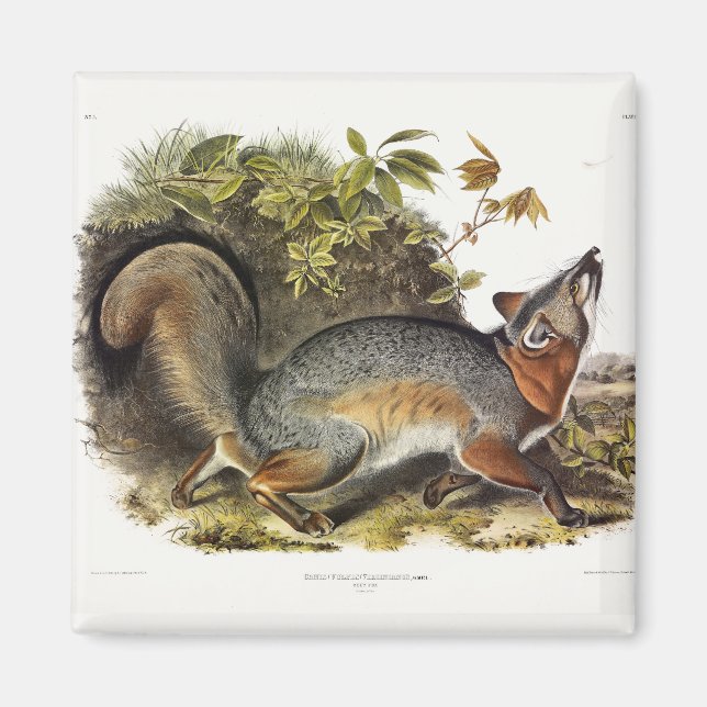 Imán Quadrupedos estadounidenses de Fox Grey Fox Gray (Frente)