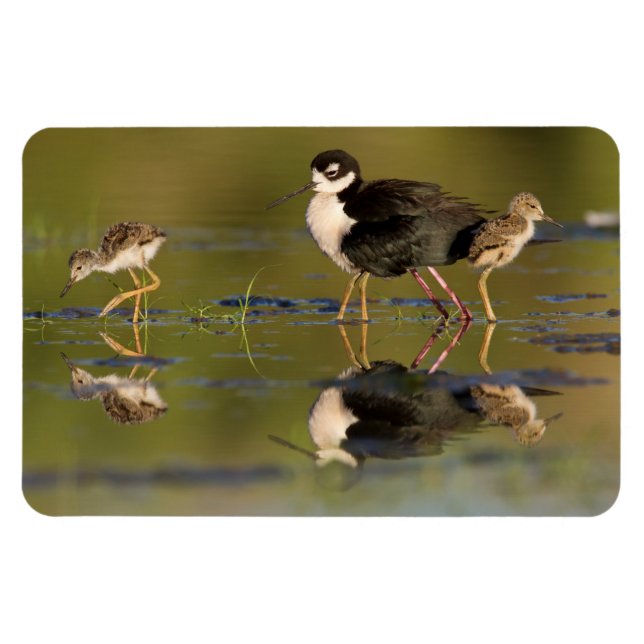 Imán Qué lindas chicas (Horizontal)