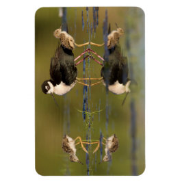 Imán Qué lindas chicas