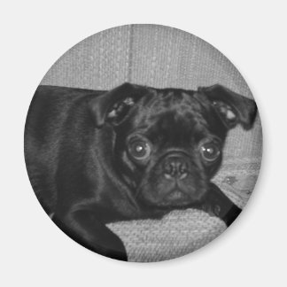 Imán ¿Qué? ¡No lo hice!