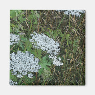 Imán Queen Anne’s Lace White Wild Flower