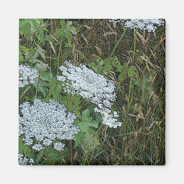 Imán Queen Anne’s Lace White Wild Flower (Frente)