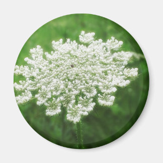 Imán Queen Anne's Lace 1 (Correa salvaje)