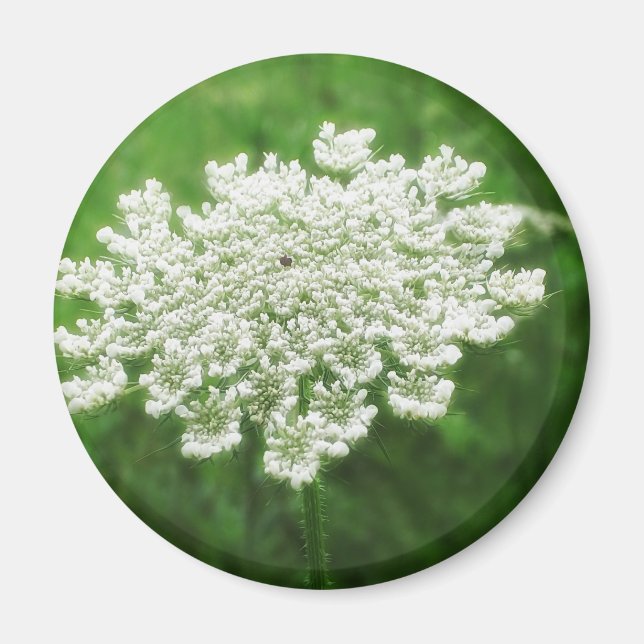 Imán Queen Anne's Lace 1 (Correa salvaje) (Frente)