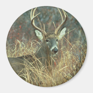 Imán Querido / Buck / Venado de cola blanca