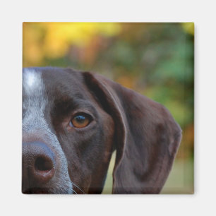 Imán ¿Quién perro de Dat?