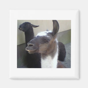 Imán ¿Quién soy? Imagen de Zoo Llama