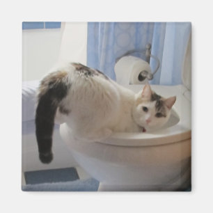 Imán ¿Quién? ¿Yo?