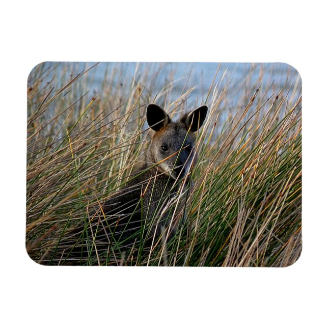 Imán ¿Quiénes sois? (Horizontal)