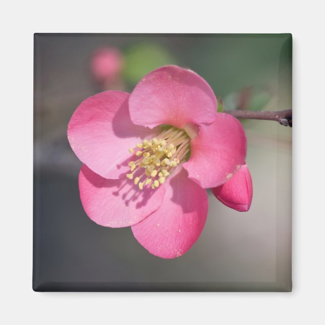 Imán Quince de Flores Rosa Perfecto (Frente)
