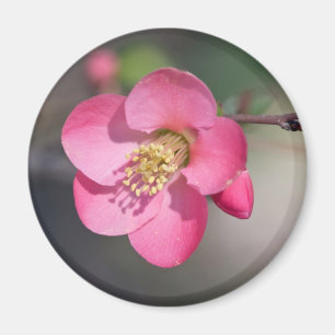 Imán Quince de Flores Rosa Perfecto
