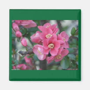 Imán Quince florido de color rosa primavera