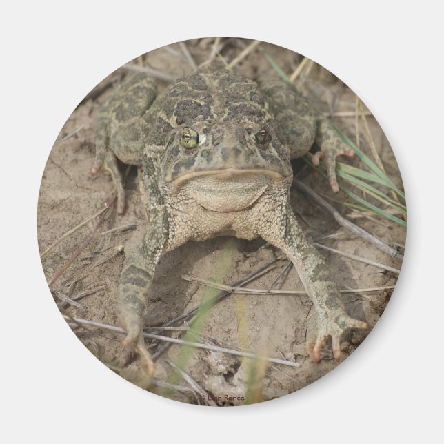 Imán R10 Prairie Toad (Frente)