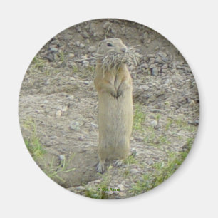 Imán R1 Gopher Ardilla de Richardson