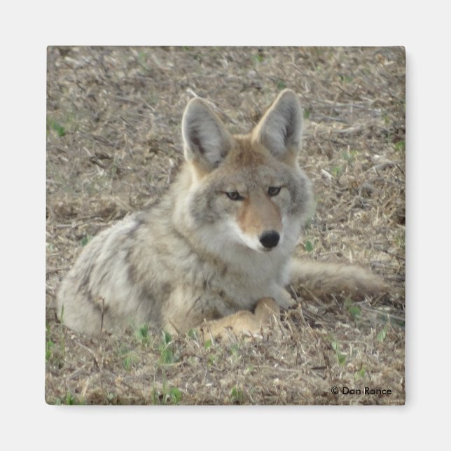 Imán R22 Coyote Acostado (Frente)