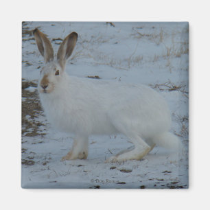 Imán R23 Liebre de Nieve