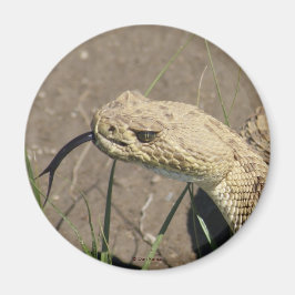 Imán R8 Prairie Rattlesnake Head Shot