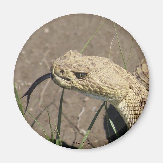 Imán R8 Prairie Rattlesnake Head Shot (Frente)