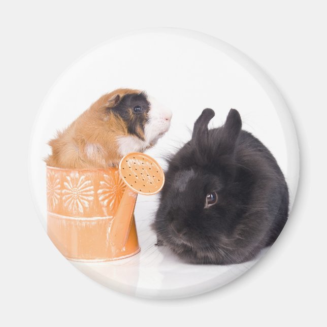 Imán rabbit and guinea pig (Frente)