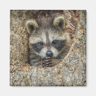 Imán Raccón escondido dentro de un árbol hueco