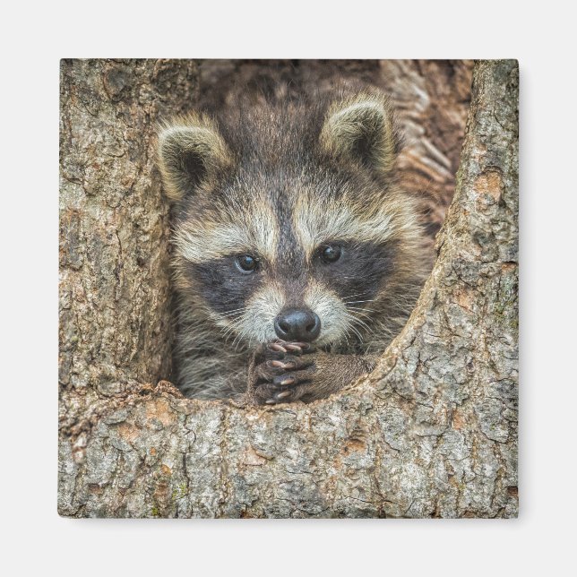 Imán Raccón escondido dentro de un hueco de árbol (Frente)