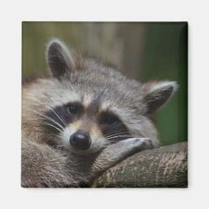 Imán Raccoon