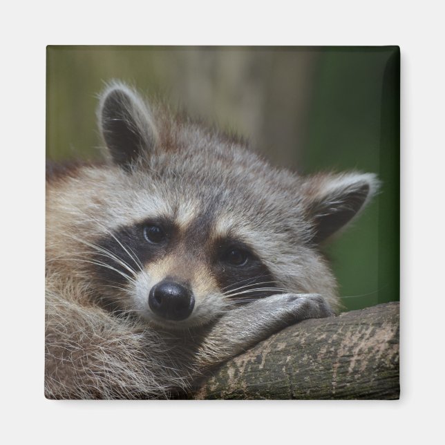 Imán Raccoon (Frente)