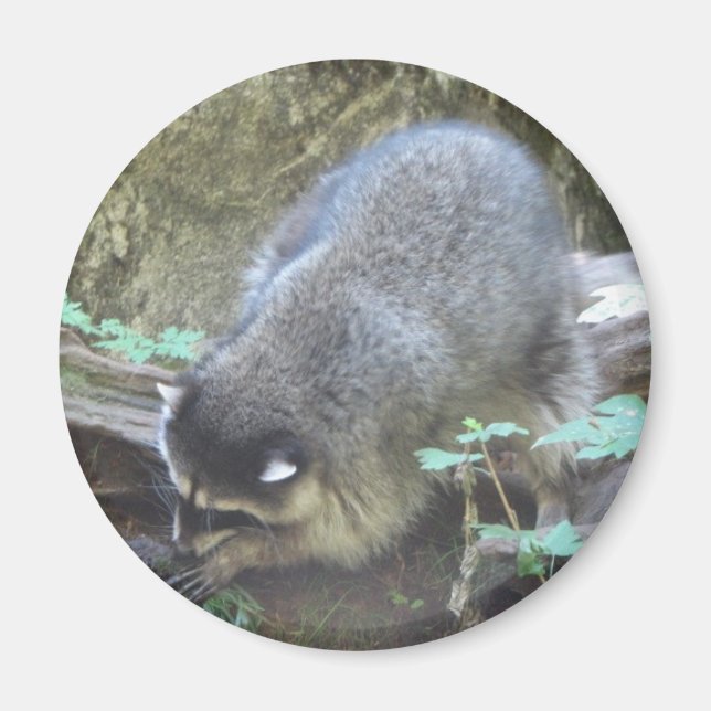 Imán Raccoon (Frente)