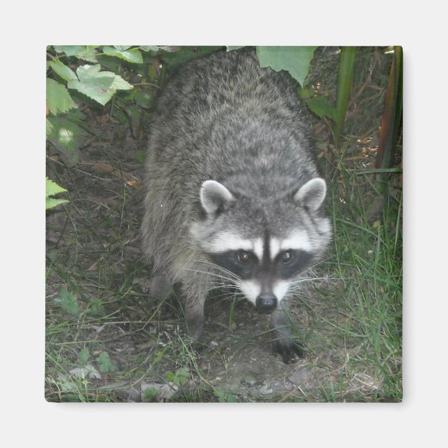 Imán Raccoon (Frente)