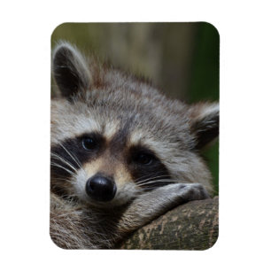 Imán Raccoon