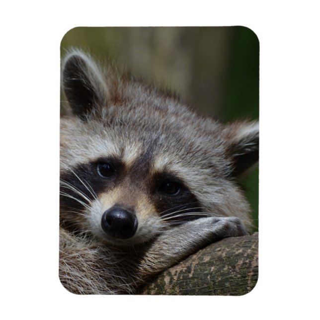 Imán Raccoon (Vertical)