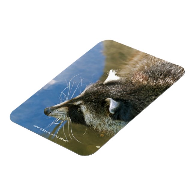 Imán Raccoon (Lado Izquierdo)