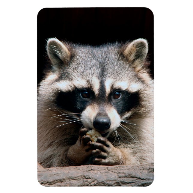Imán Raccoon 004 (Vertical)