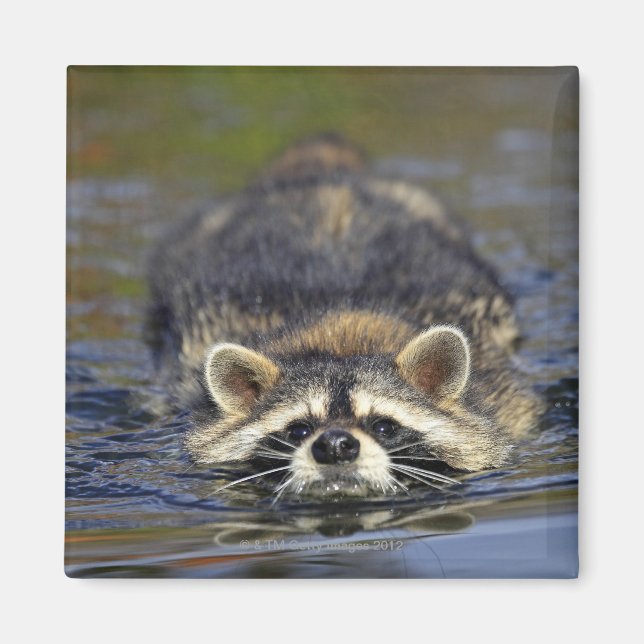 Imán Raccoon adulto, Procyon lotorOrder: (Frente)