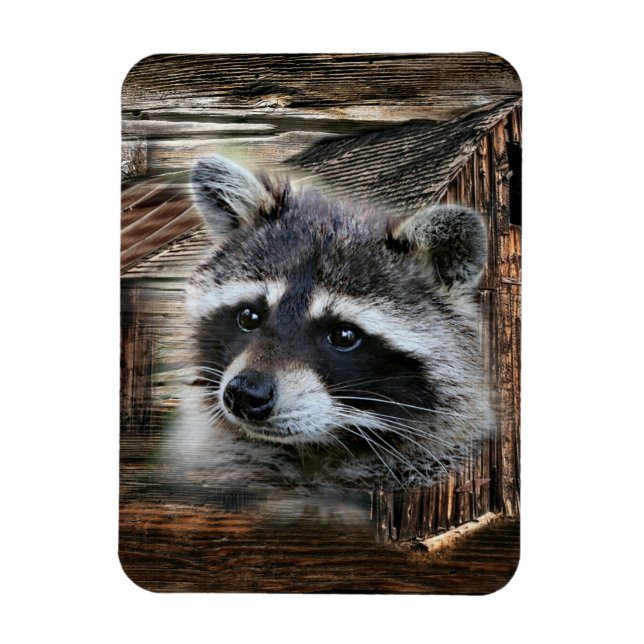 Imán Raccoon En El Antiguo Barn (Vertical)