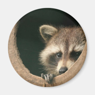 Imán Raccoon hide-and-search