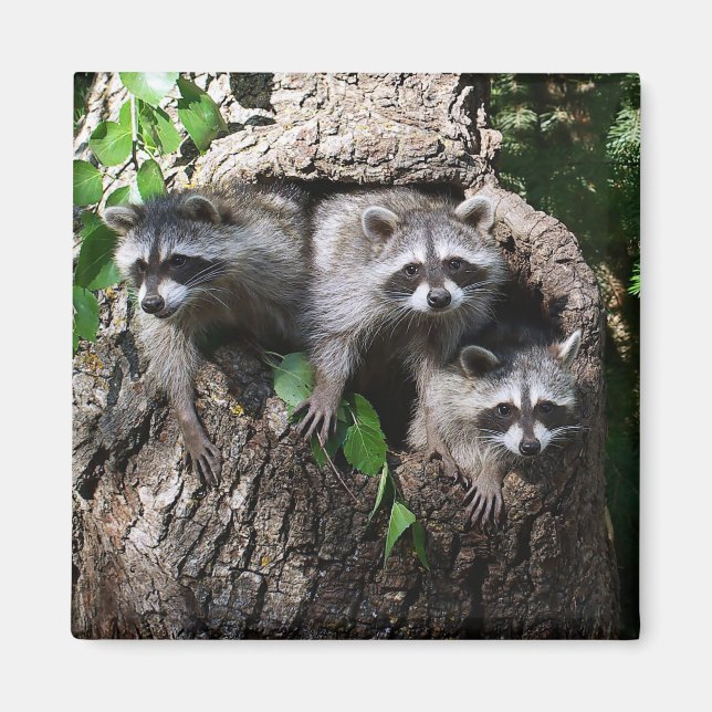 Imán Raccoon - Los Tres Amigos (Frente)