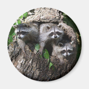 Imán Raccoon - Los Tres Amigos