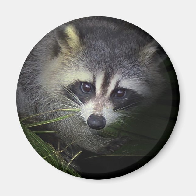 Imán Raccoon Magnet (Frente)