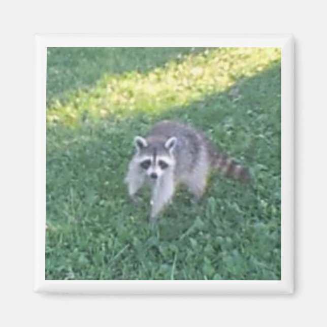 Imán Raccoon Magnet (Frente)