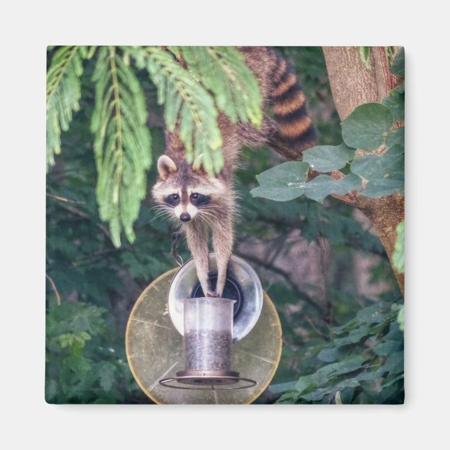 Imán Raccoon montando el alimentador de aves (Frente)